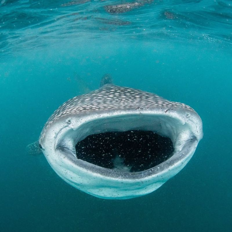 Whale Shark