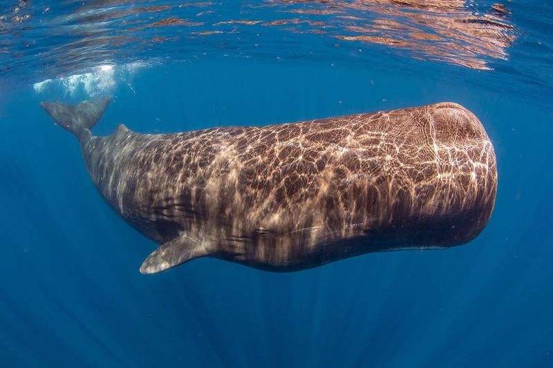 Sperm Whale