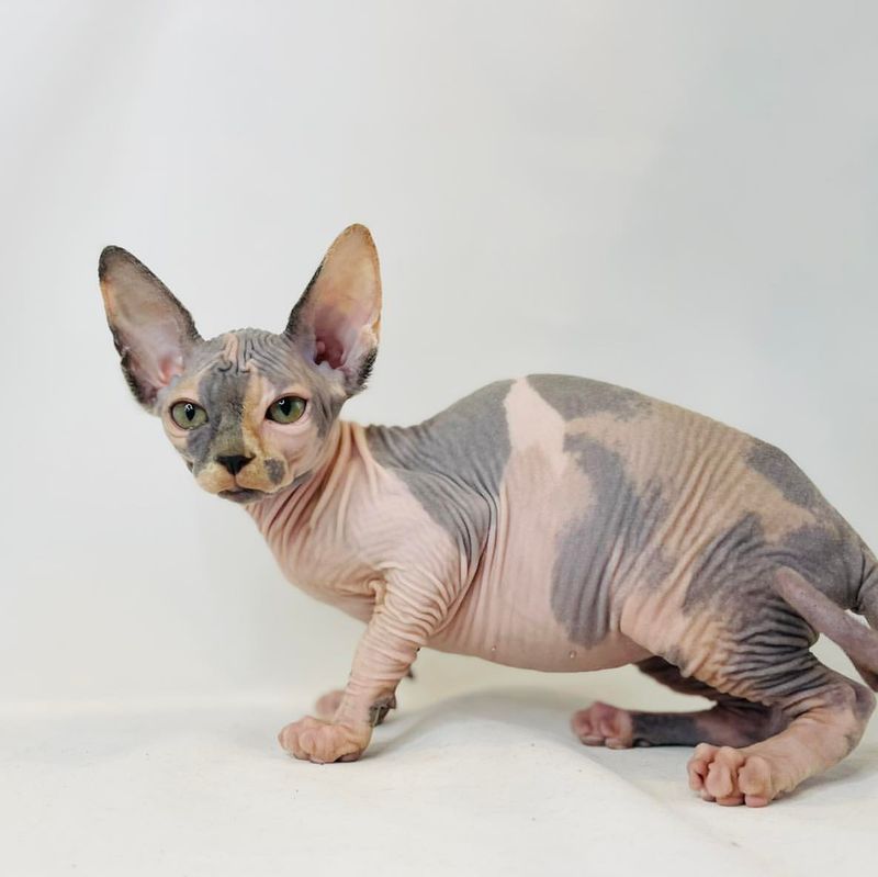 Sphynx