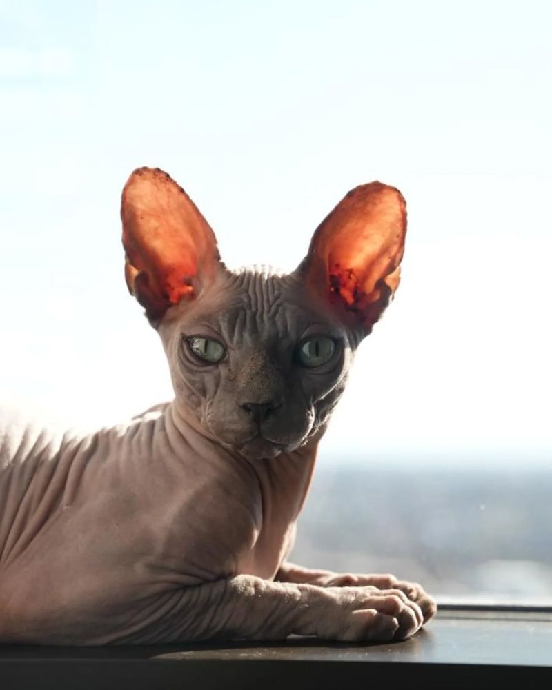 Sphynx