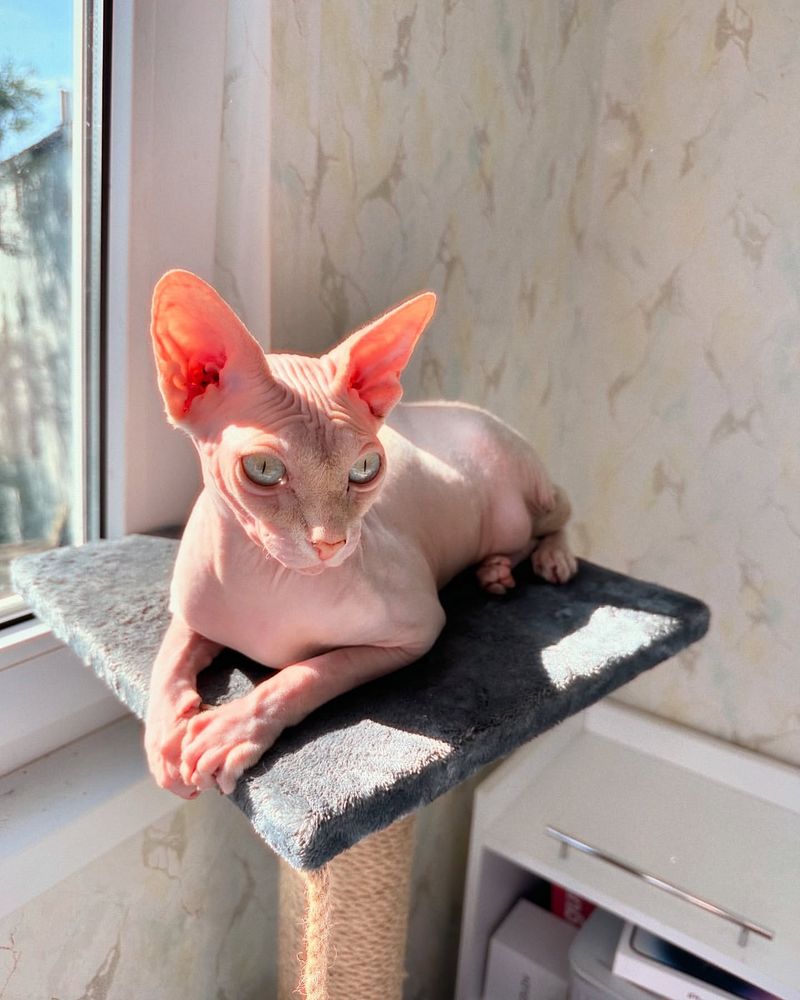 Sphynx