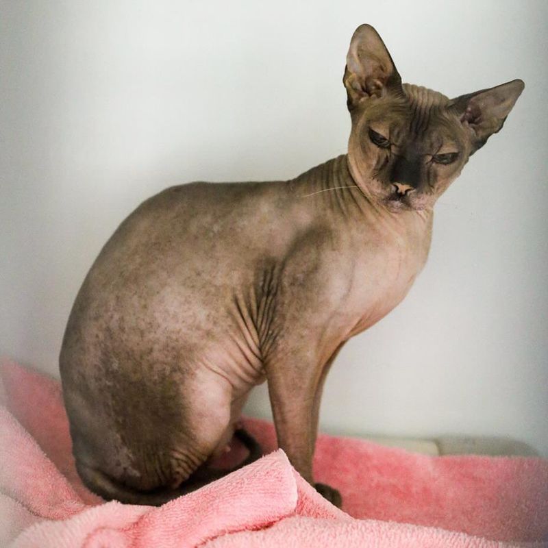 Sphynx