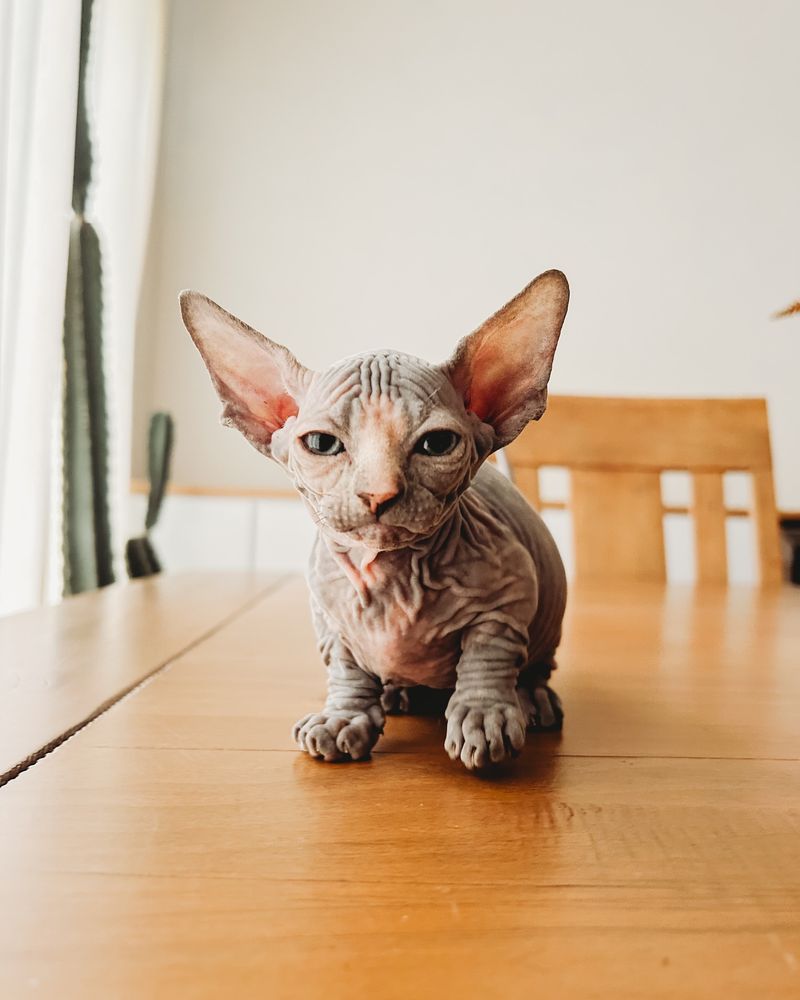 Sphynx