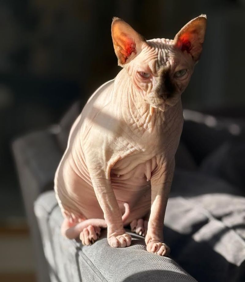 Sphynx