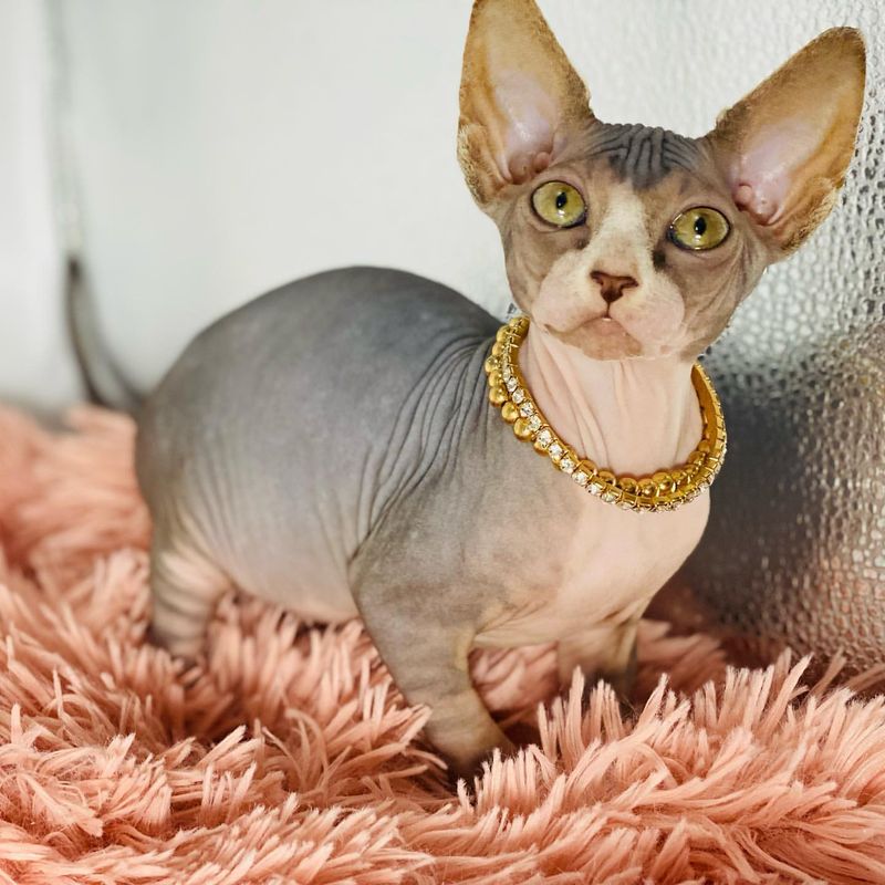 Sphynx Cat