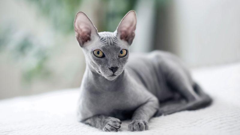 Sphynx Cat