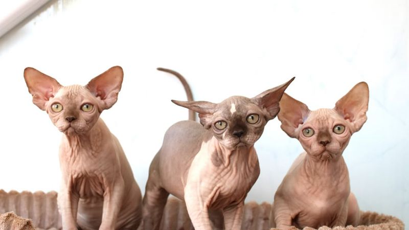 Sphynx Cat