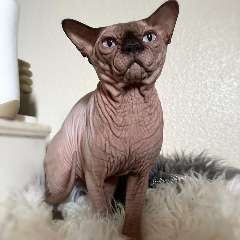 Sphynx