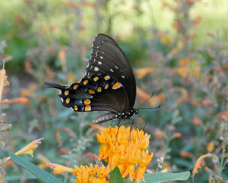 Spicebush Swallowtail - Maryland