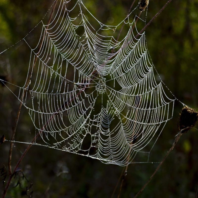 Spider Silk: Nature's Wonder Material