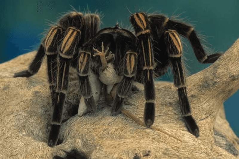 Spiders' Reproduction and Lifecycle