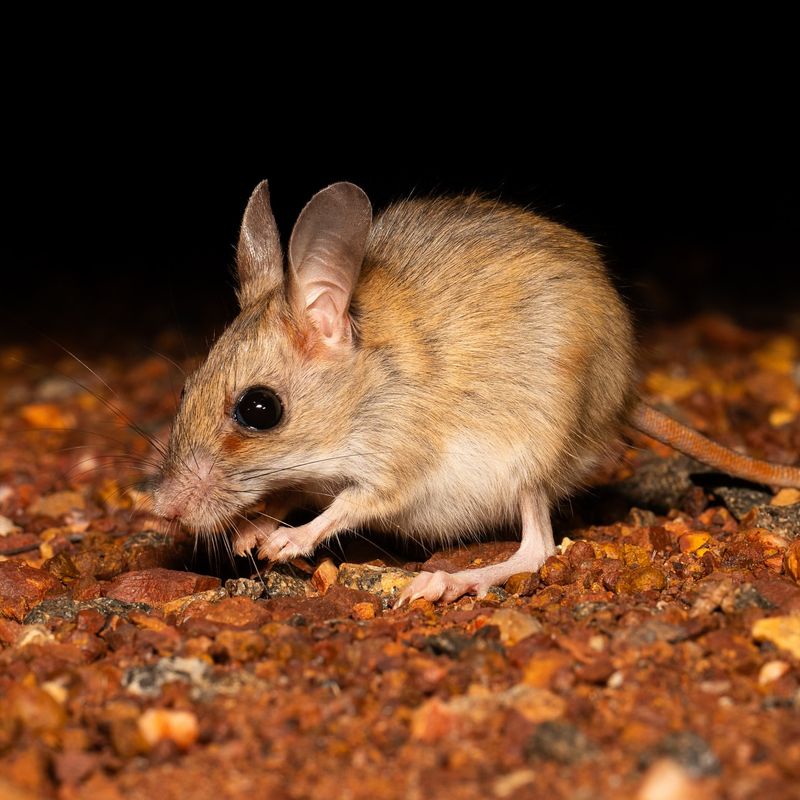 Spinifex Hopping Mouse