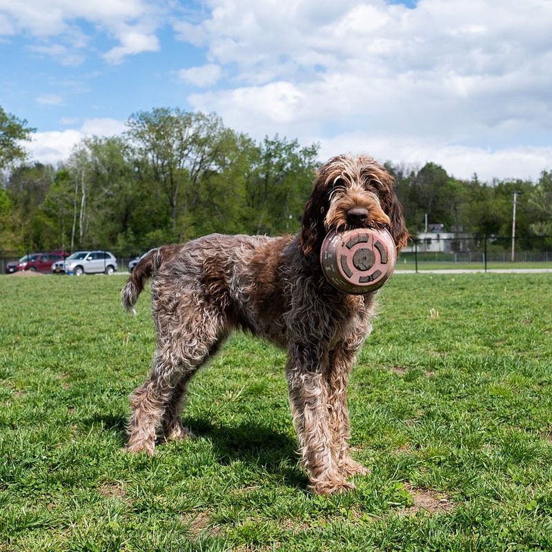 Spinone Italiano