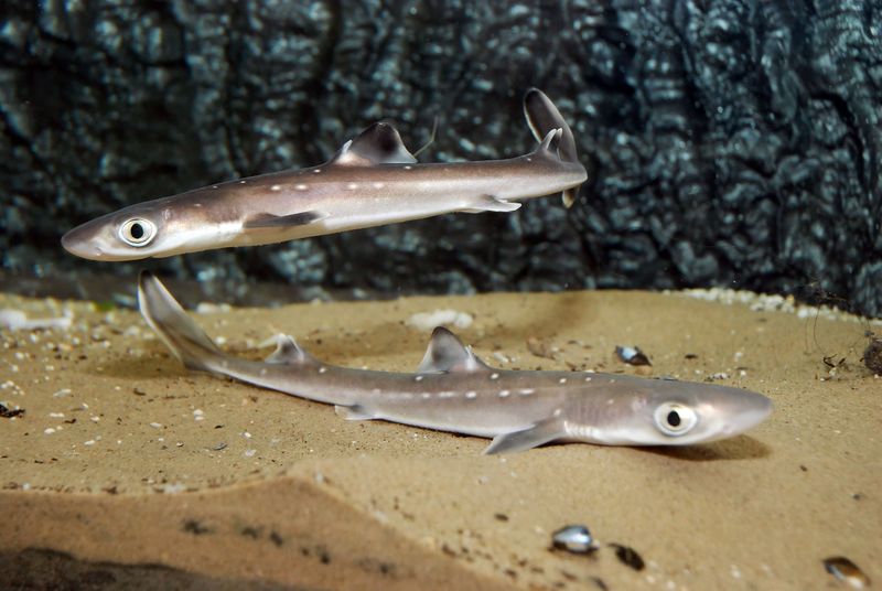 Spiny Dogfish