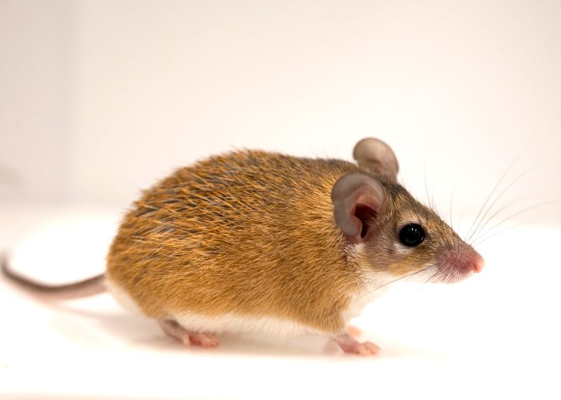 Spiny Mice – The Ultimate Regenerators