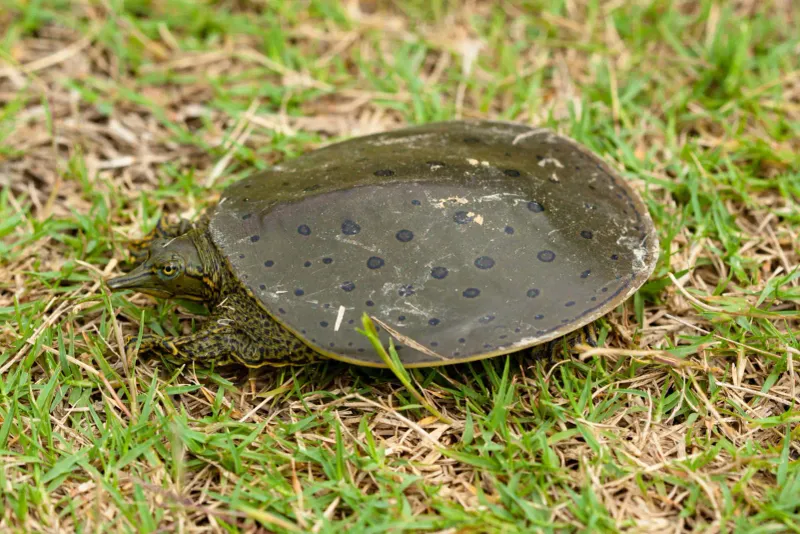 Spiny Softshell Turtle - Kansas