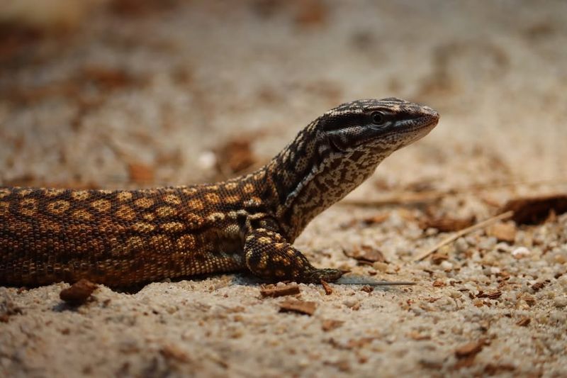 Spiny-tailed Monitor