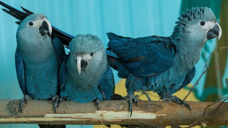 Spix's Macaw