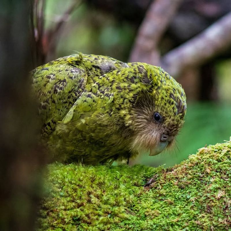 Kakapo - New Zealand Predator-Free Islands