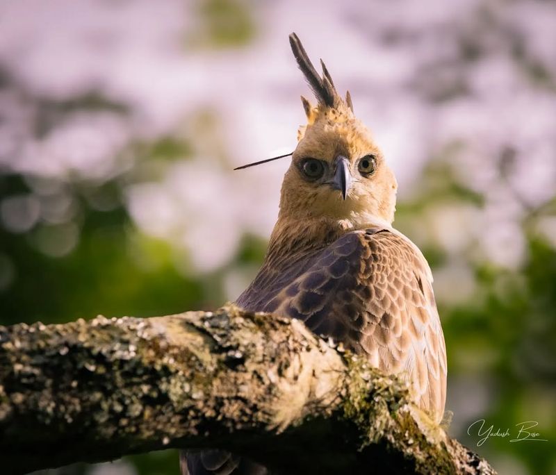 Javan Hawk-Eagle