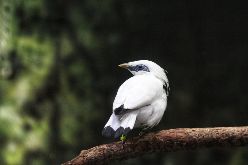 Bali Myna - Bali Barat National Park, Bali