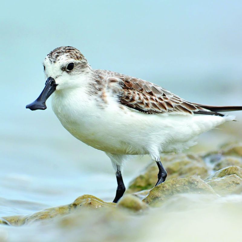 Spoon-Billed Sandpiper