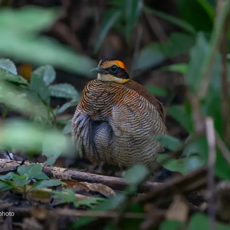 Gurney's Pitta