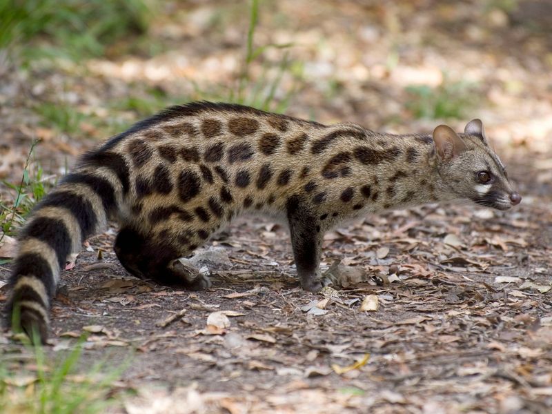 Spotted Genet