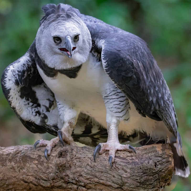 Harpy Eagle