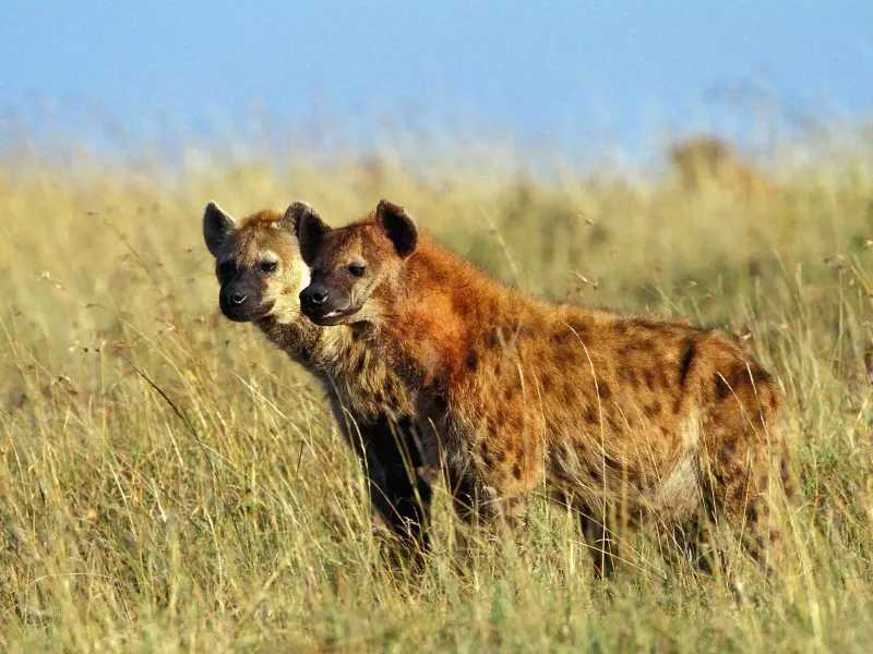 Spotted Hyenas