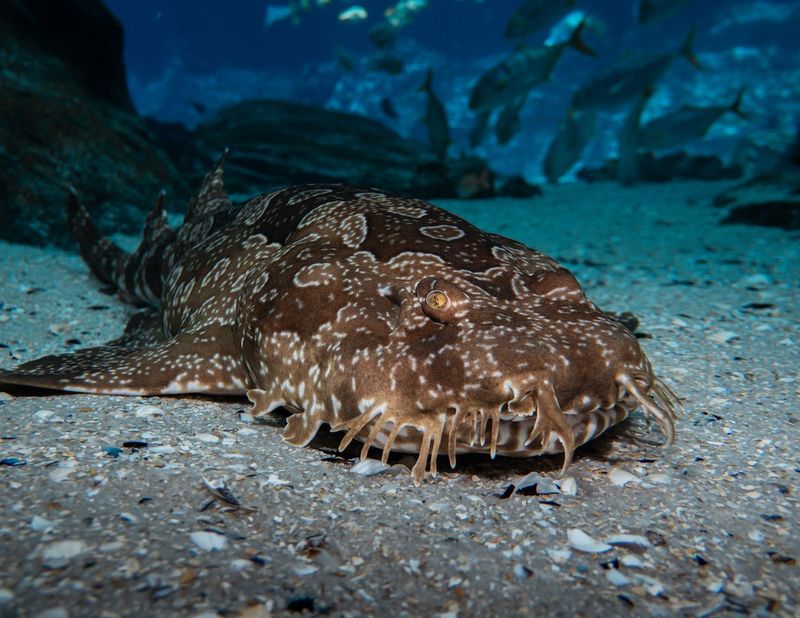 Spotted Wobbegong