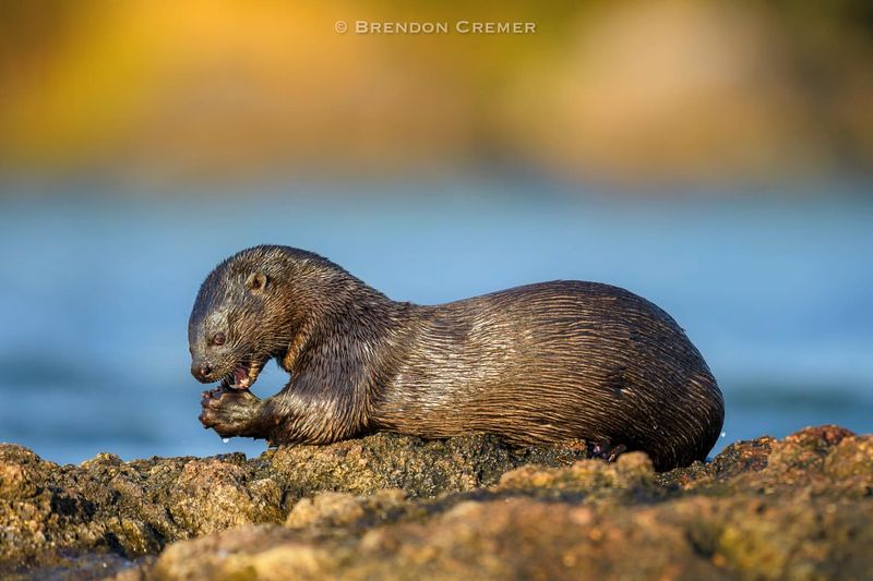 Spotted-necked Otter