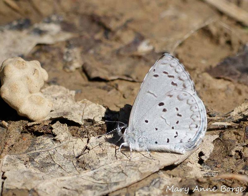 Spring Azure - Maine