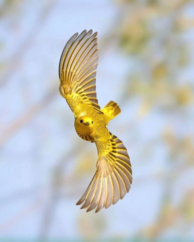 Spring Migration Phenomena