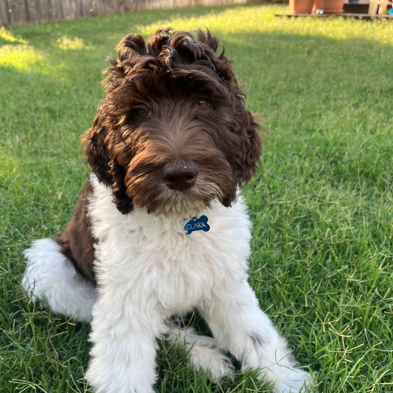 Springerdoodle