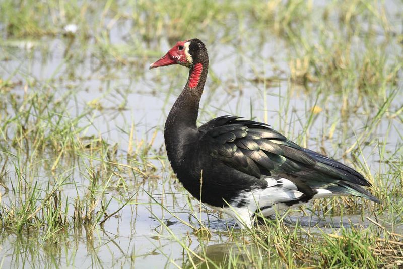 Spur-winged Goose