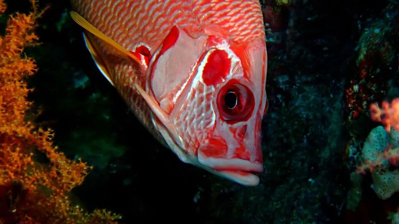 Squirrelfish