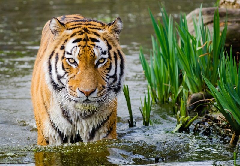 Indochinese Tiger