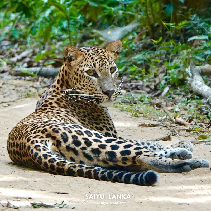 Sri Lankan Leopard