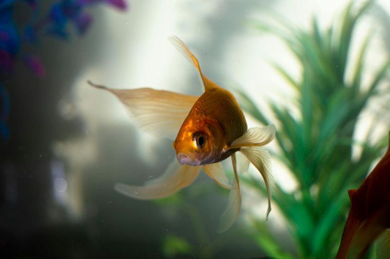 Standard Goldfish