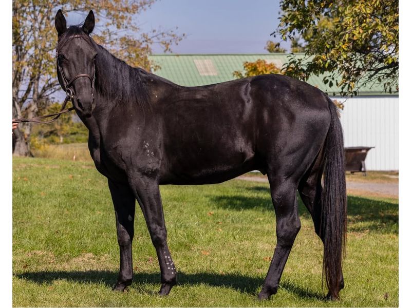 Standardbred