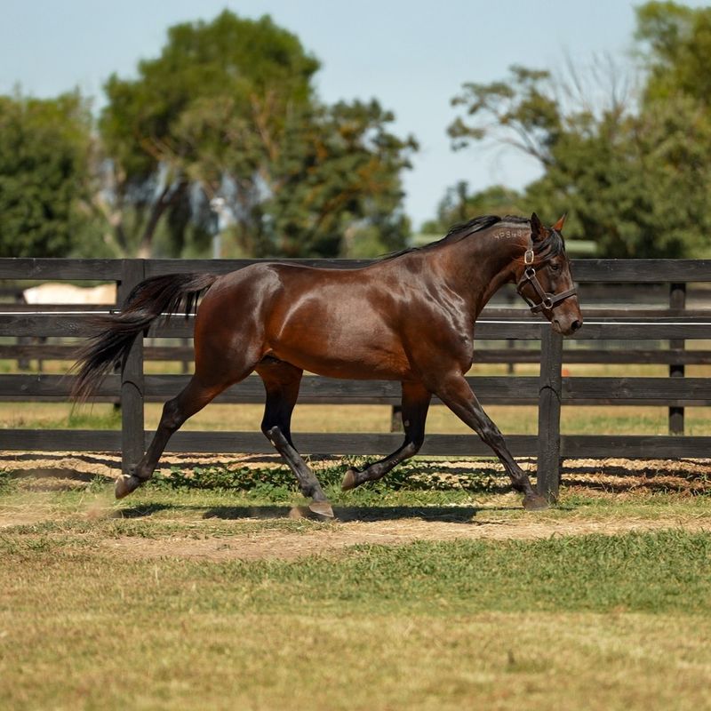 Standardbred