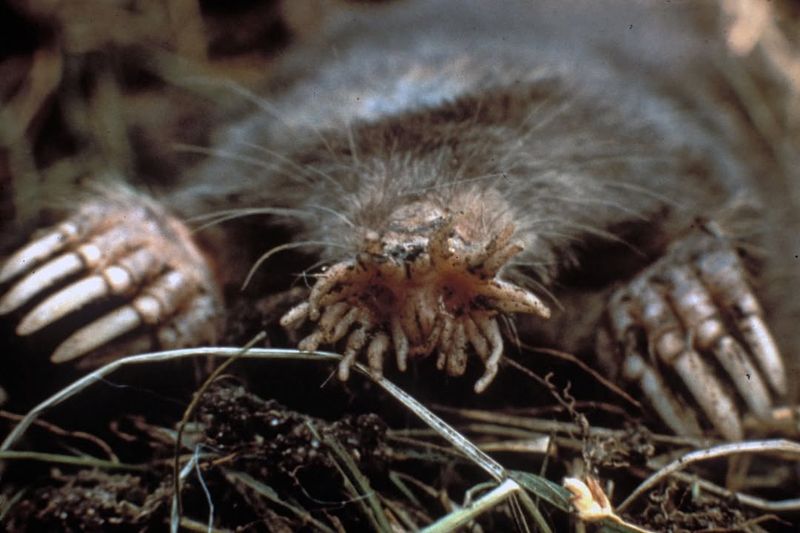 Star-Nosed Mole