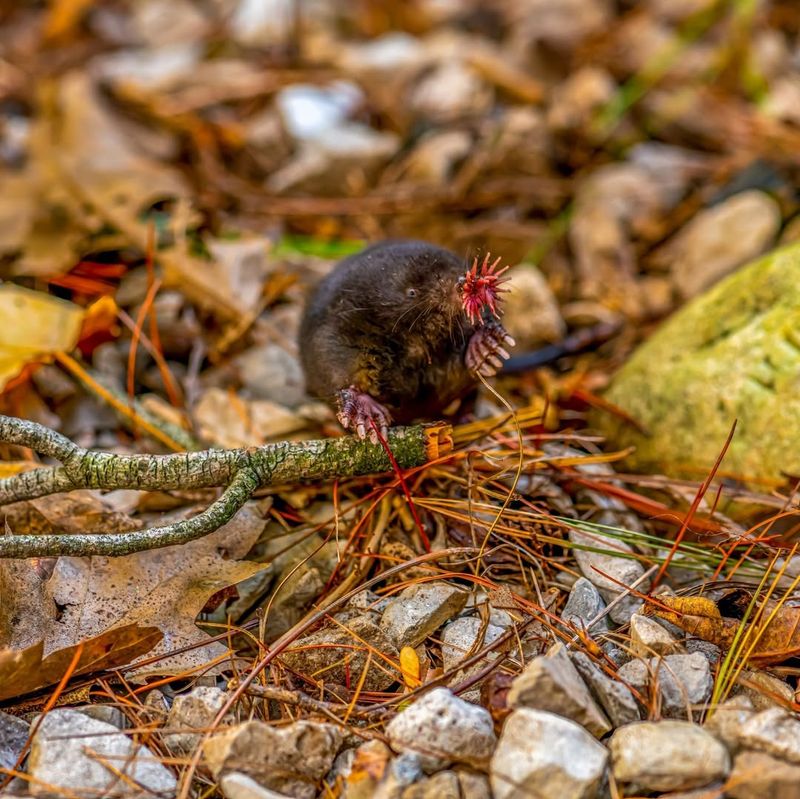 Star-Nosed Mole