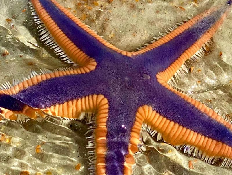 Starfish