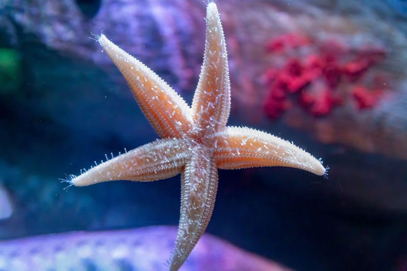 Starfish