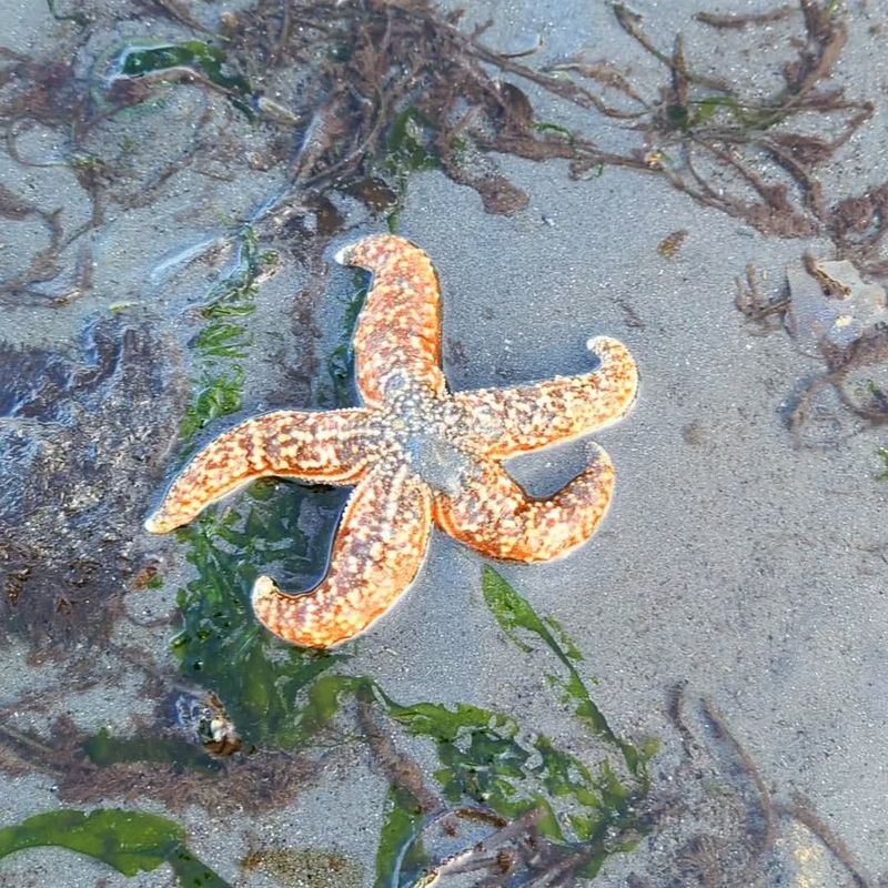 Starfish