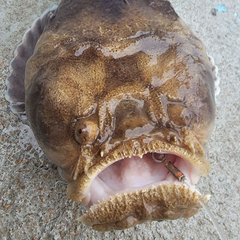 Stargazer Fish