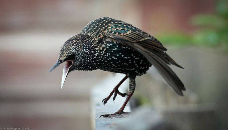 Starling