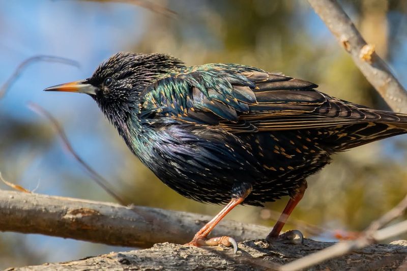 Starling